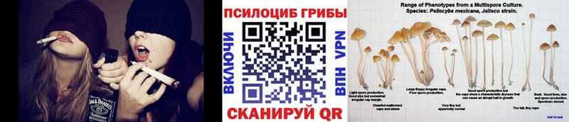 купить  цена  блэк спрут рабочий сайт  Галлюциногенные грибы MAGIC MUSHROOMS  Каменка 